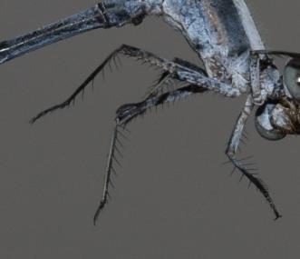 Photo of Powdered Dancer