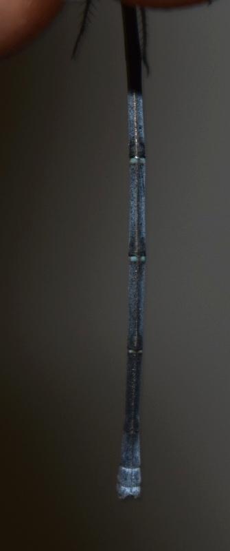 Photo of Powdered Dancer