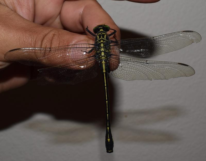 Photo of Dragonhunter