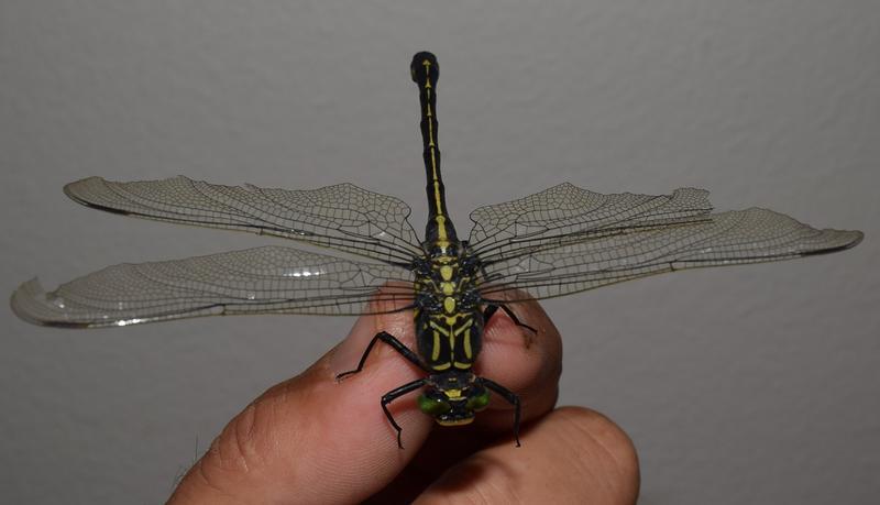 Photo of Dragonhunter