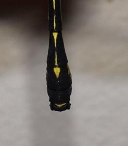 Photo of Dragonhunter