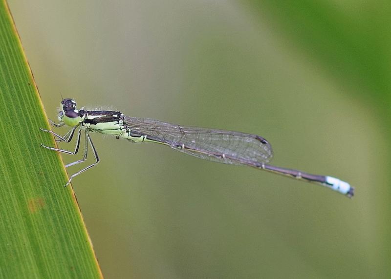 Photo of Eastern Forktail