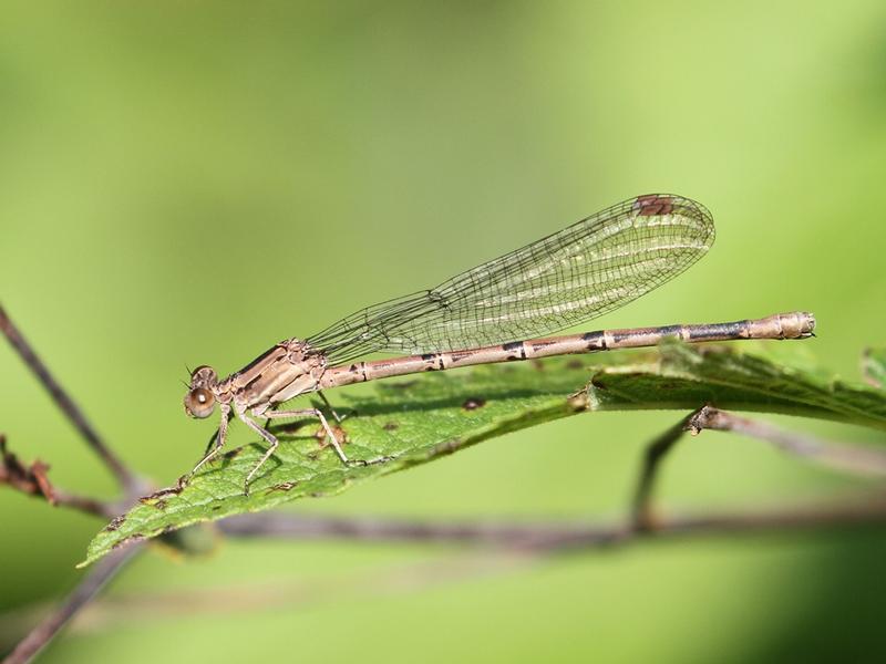 Photo of Springwater Dancer