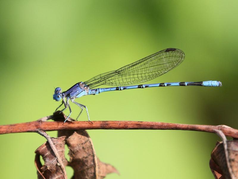 Photo of Springwater Dancer