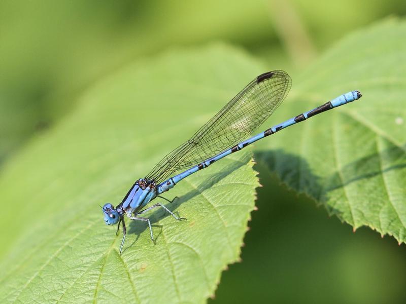 Photo of Springwater Dancer