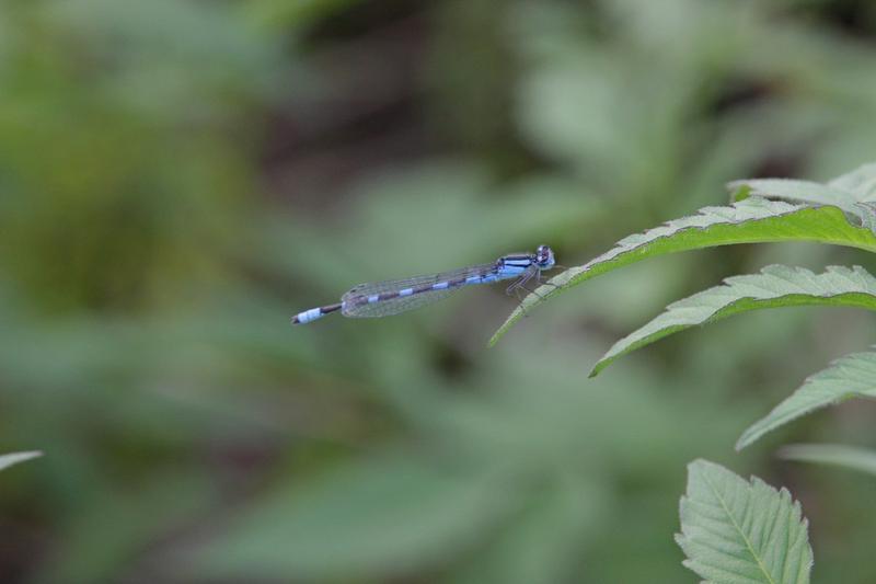 Photo of Tule Bluet