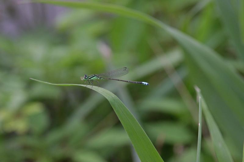 Photo of Eastern Forktail