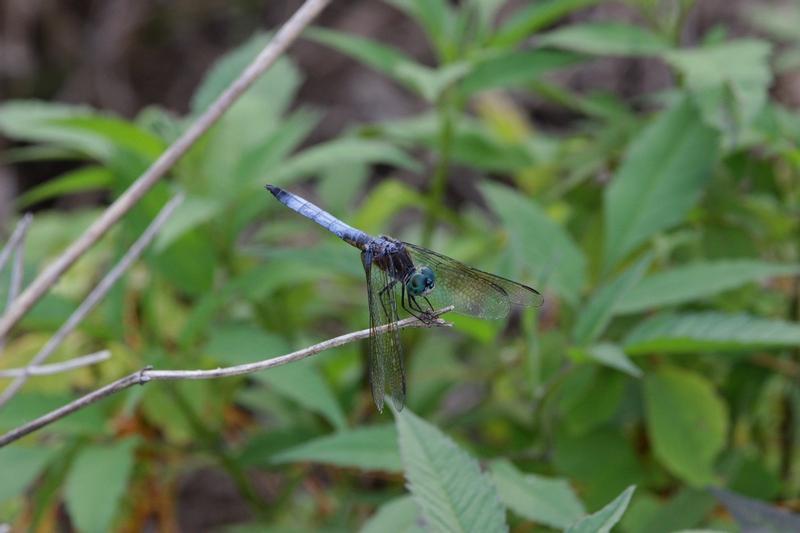 Photo of Blue Dasher