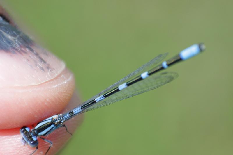 Photo of Tule Bluet