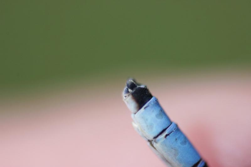 Photo of Tule Bluet