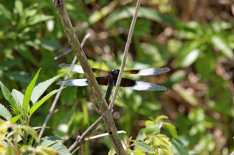 Photo of Widow Skimmer
