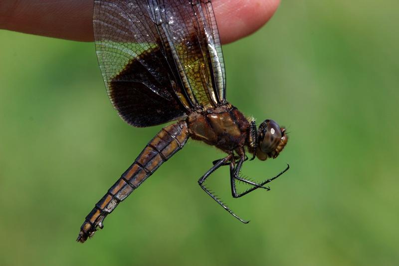 Photo of Widow Skimmer