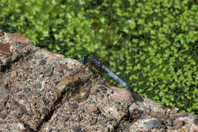 Photo of Blue Dasher