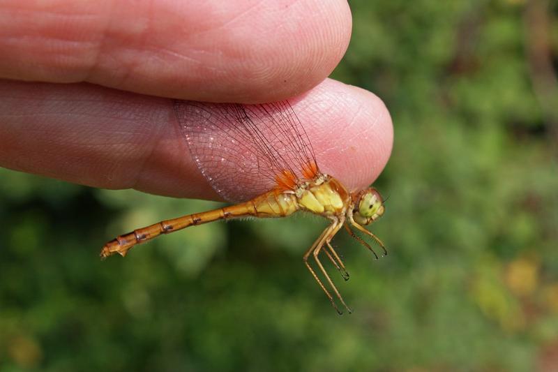 Photo of Autumn Meadowhawk