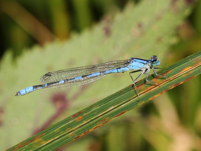 Photo of River Bluet