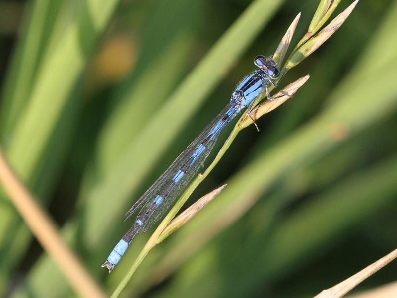 Photo of River Bluet