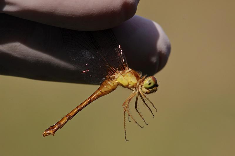 Photo of Autumn Meadowhawk