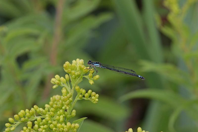 Photo of Skimming Bluet