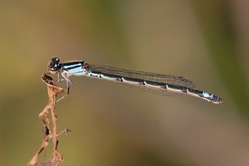 Photo of Skimming Bluet