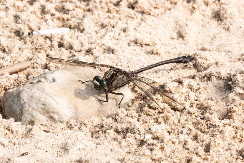 Photo of Black-shouldered Spinyleg