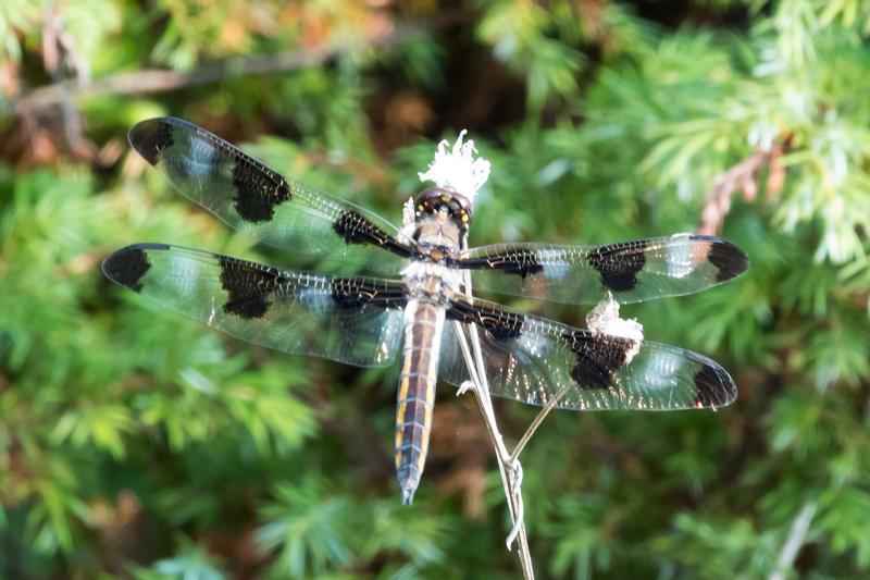 Photo of Twelve-spotted Skimmer