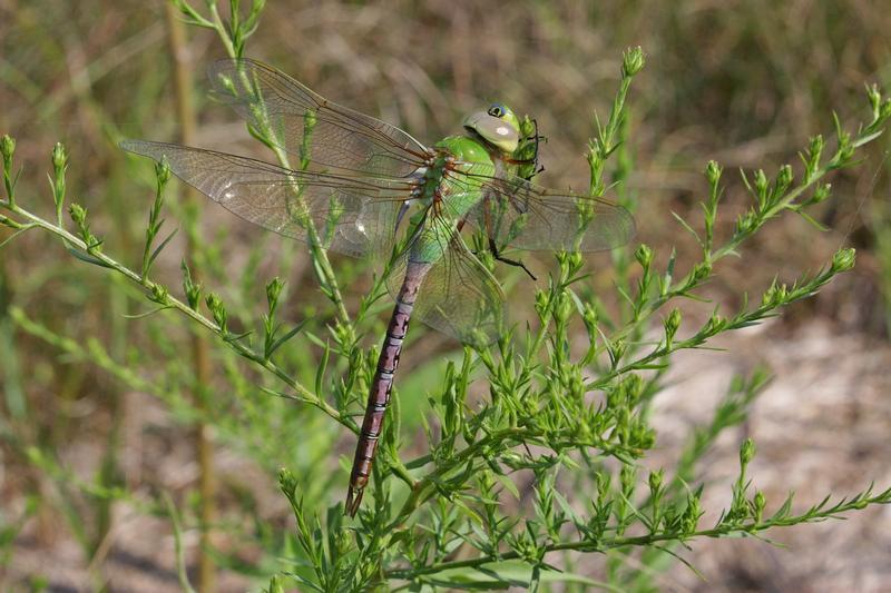 Photo of Common Green Darner