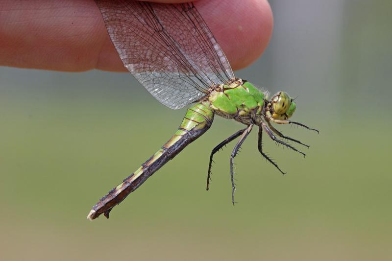 Photo of Eastern Pondhawk