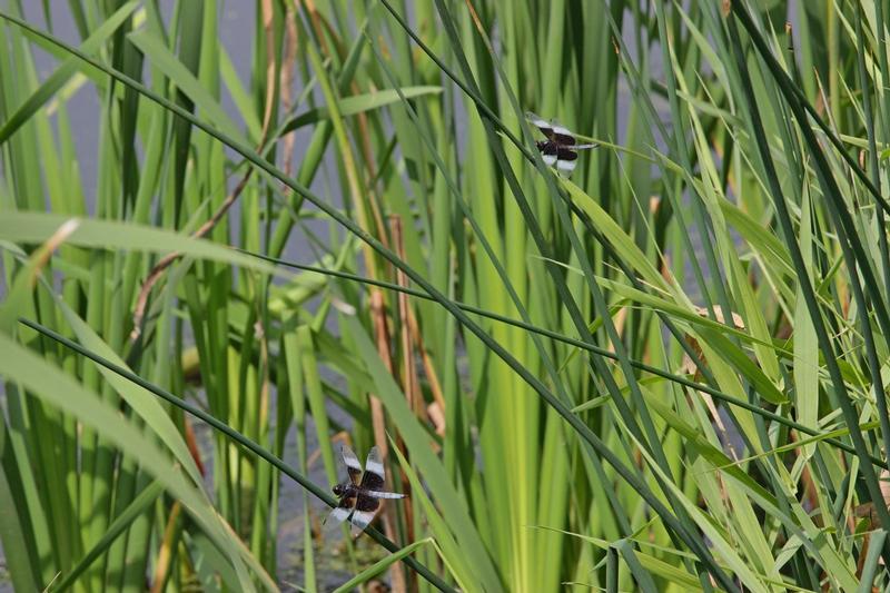 Photo of Widow Skimmer