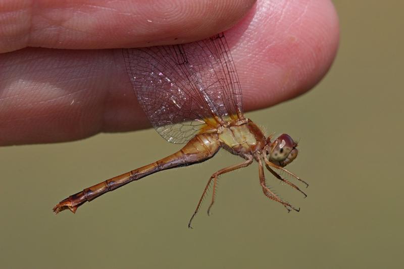 Photo of Autumn Meadowhawk