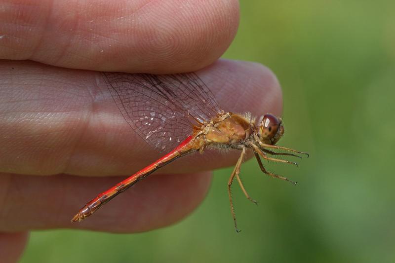 Photo of Autumn Meadowhawk