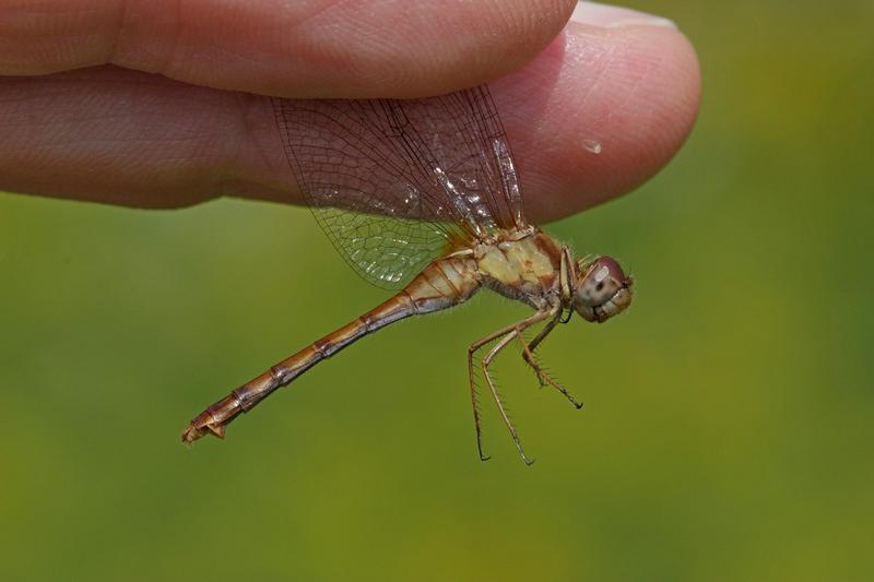 Photo of Autumn Meadowhawk