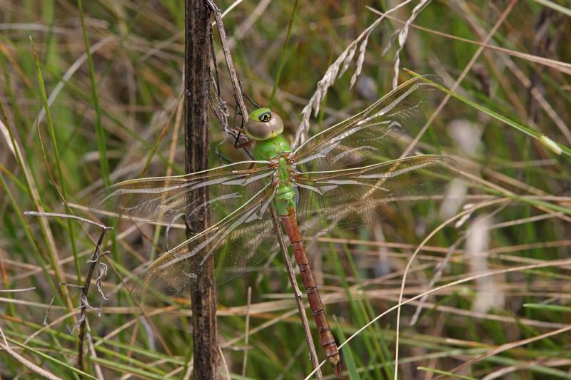 Photo of Common Green Darner