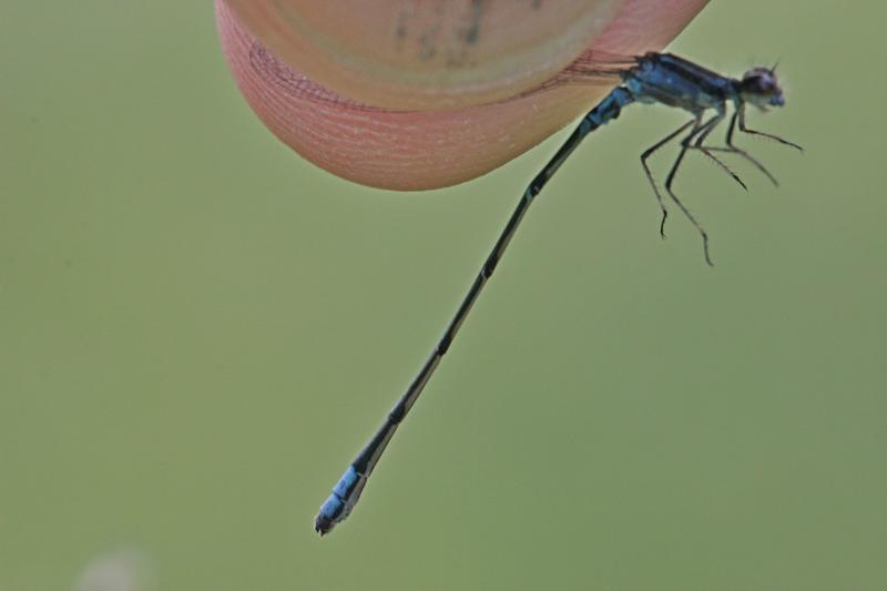 Photo of Skimming Bluet