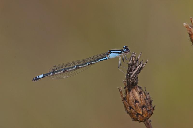 Photo of Skimming Bluet