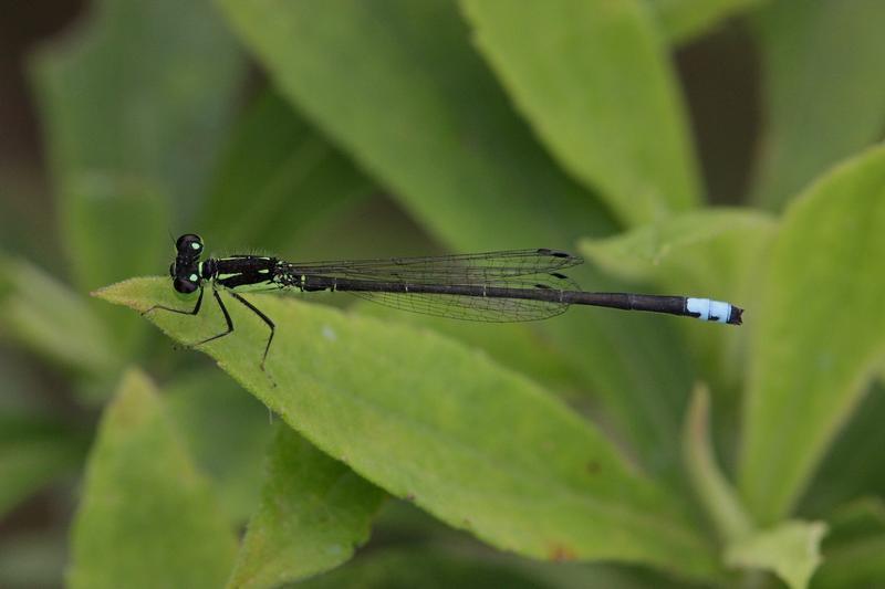 Photo of Eastern Forktail