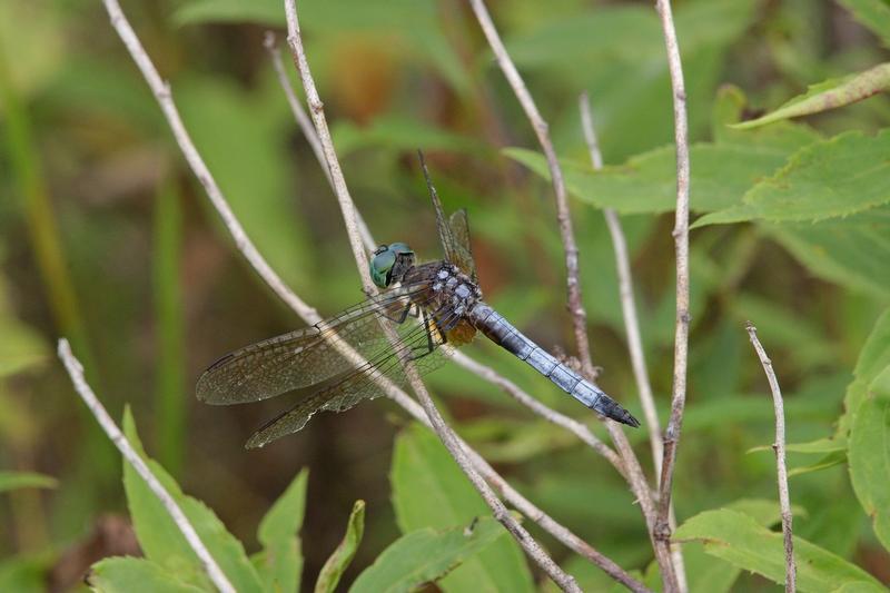 Photo of Blue Dasher