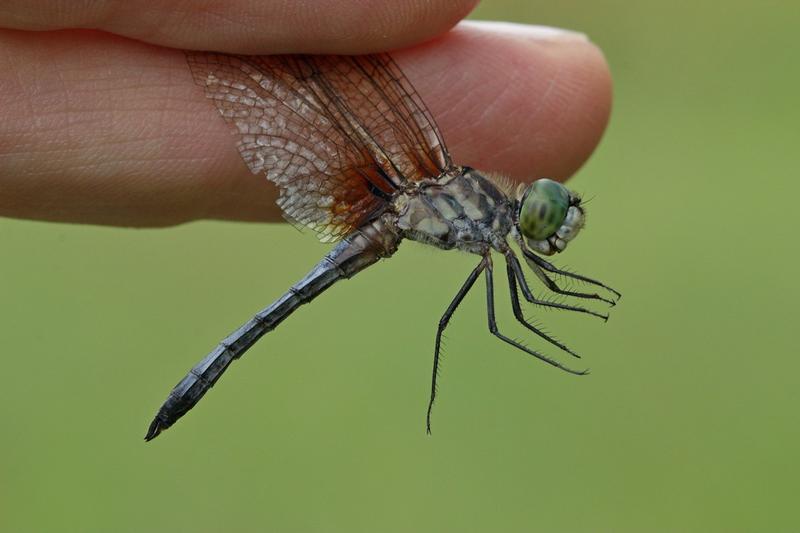 Photo of Blue Dasher