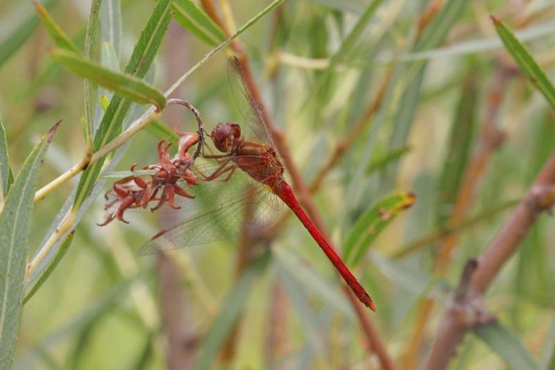 Photo of Autumn Meadowhawk