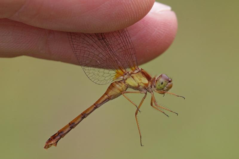 Photo of Autumn Meadowhawk