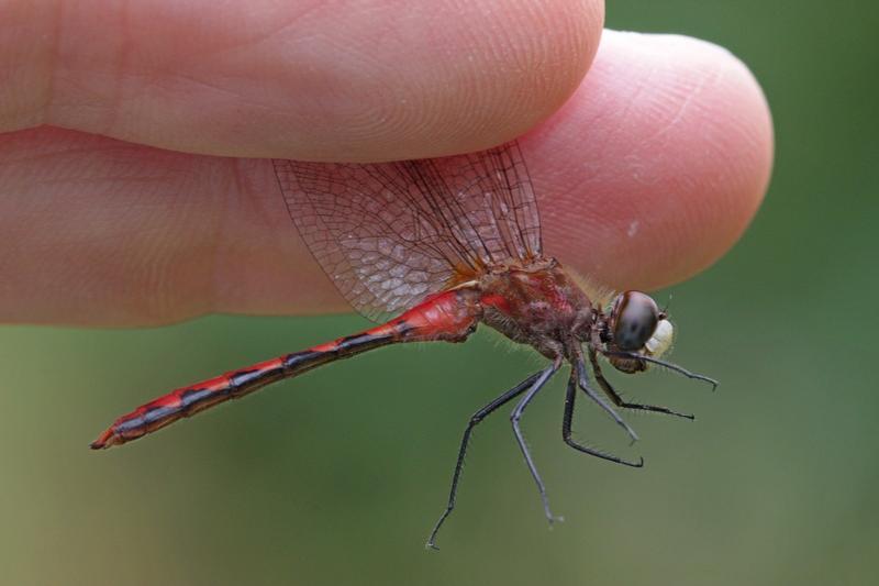 Photo of White-faced Meadowhawk