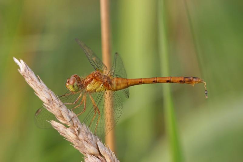 Photo of Autumn Meadowhawk