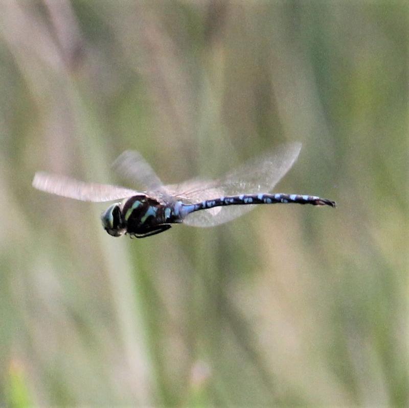 Photo of Lance-tipped Darner