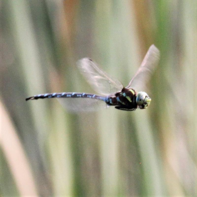 Photo of Lance-tipped Darner