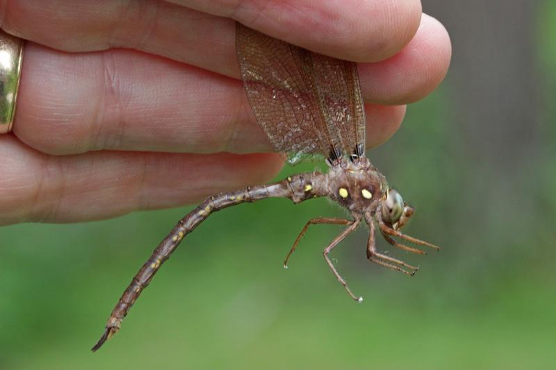 Photo of Fawn Darner