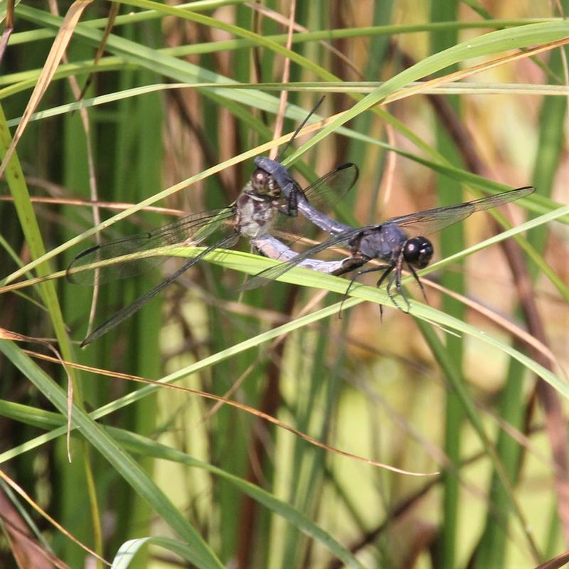 Photo of Slaty Skimmer