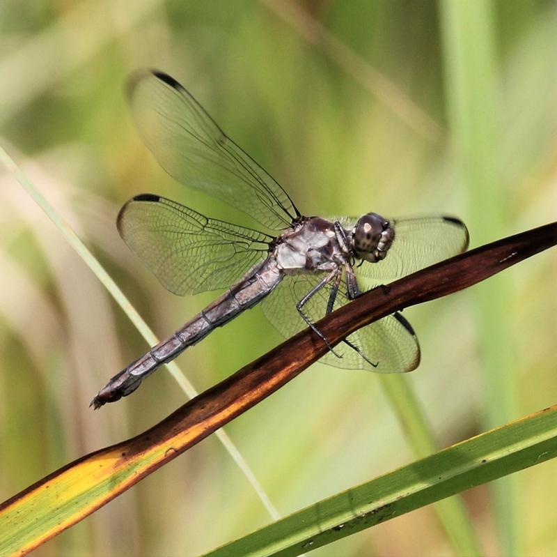 Photo of Slaty Skimmer