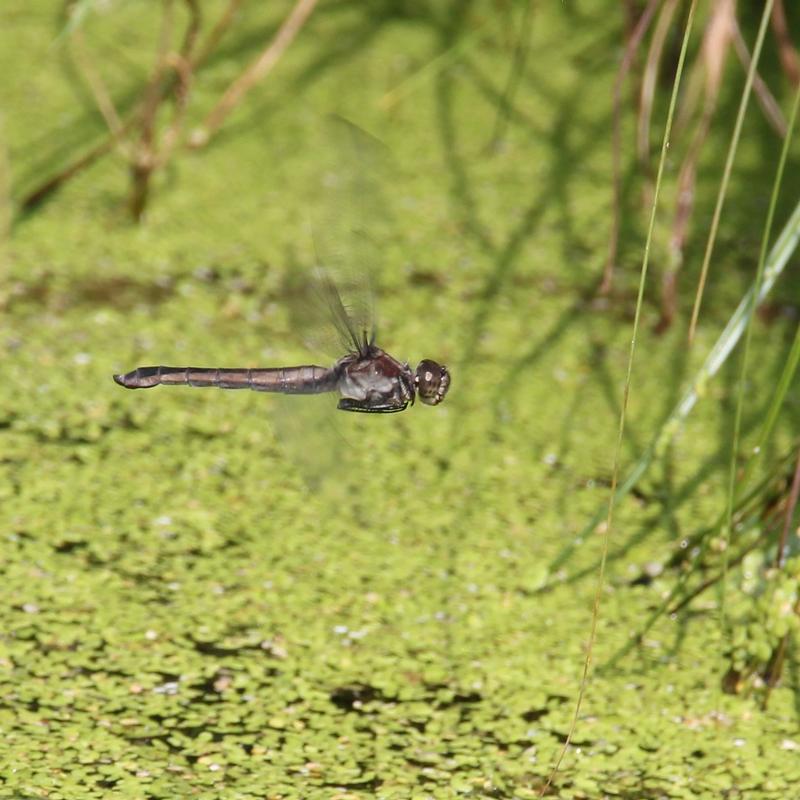 Photo of Slaty Skimmer