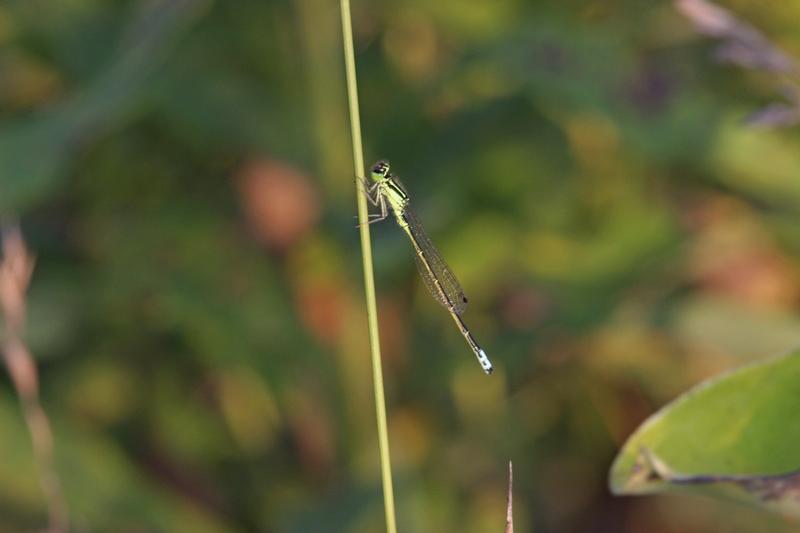 Photo of Eastern Forktail