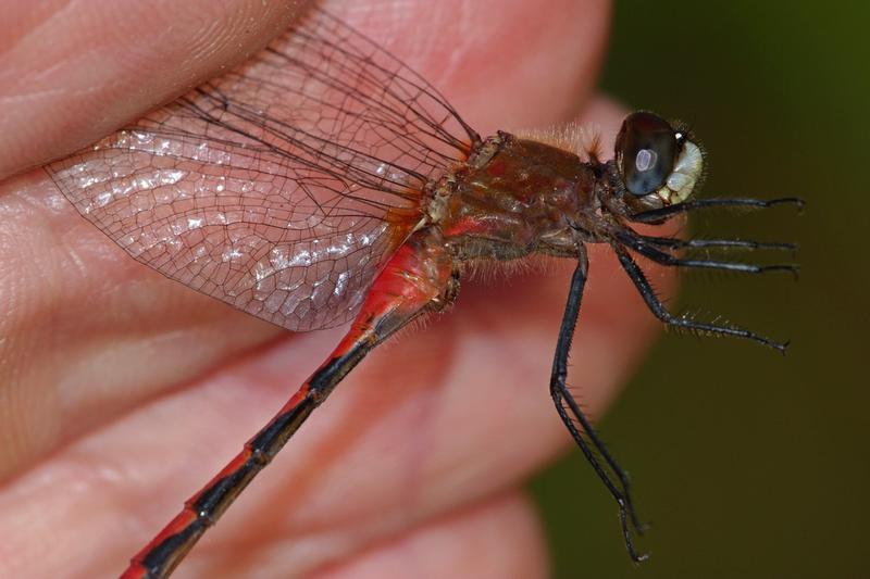 Photo of White-faced Meadowhawk