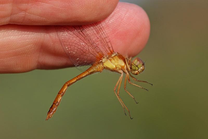 Photo of Autumn Meadowhawk